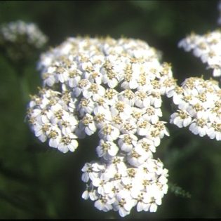 Yarrow