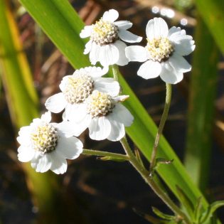Sneezewort