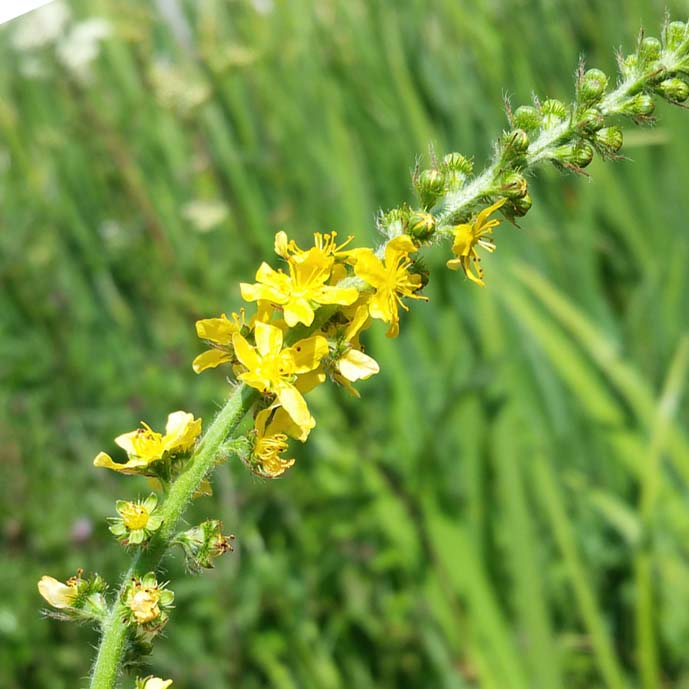 Agrimony