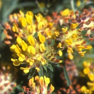 Kidney Vetch