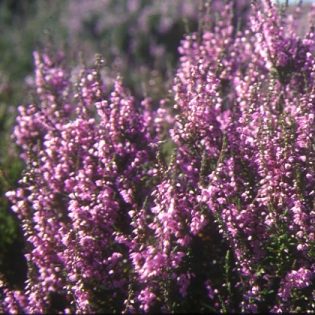 Highland Grassland Mix