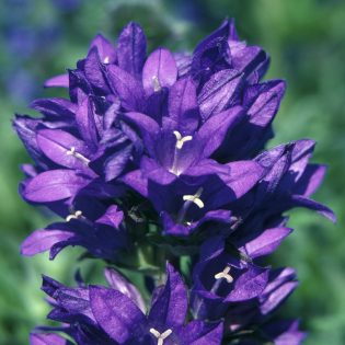 Clustered Bellflower