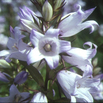 Giant Bellflower