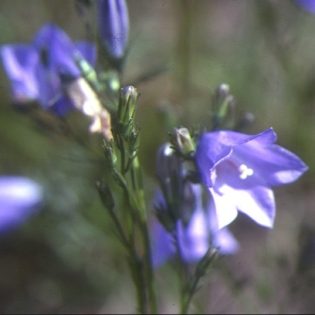Scottish Bluebell