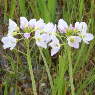 Cuckooflower