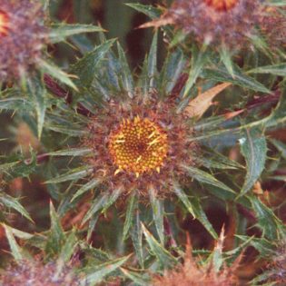 Carline Thistle