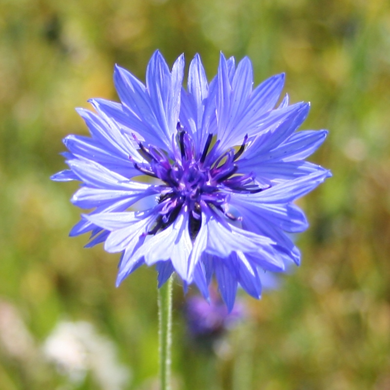 Cornflower
