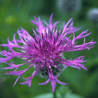 Greater Knapweed