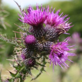 Marsh Thistle
