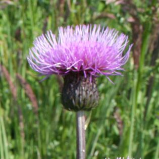 Melancholy Thistle