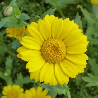 Corn Marigold