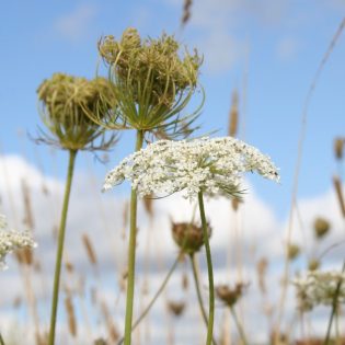 Wild Carrot