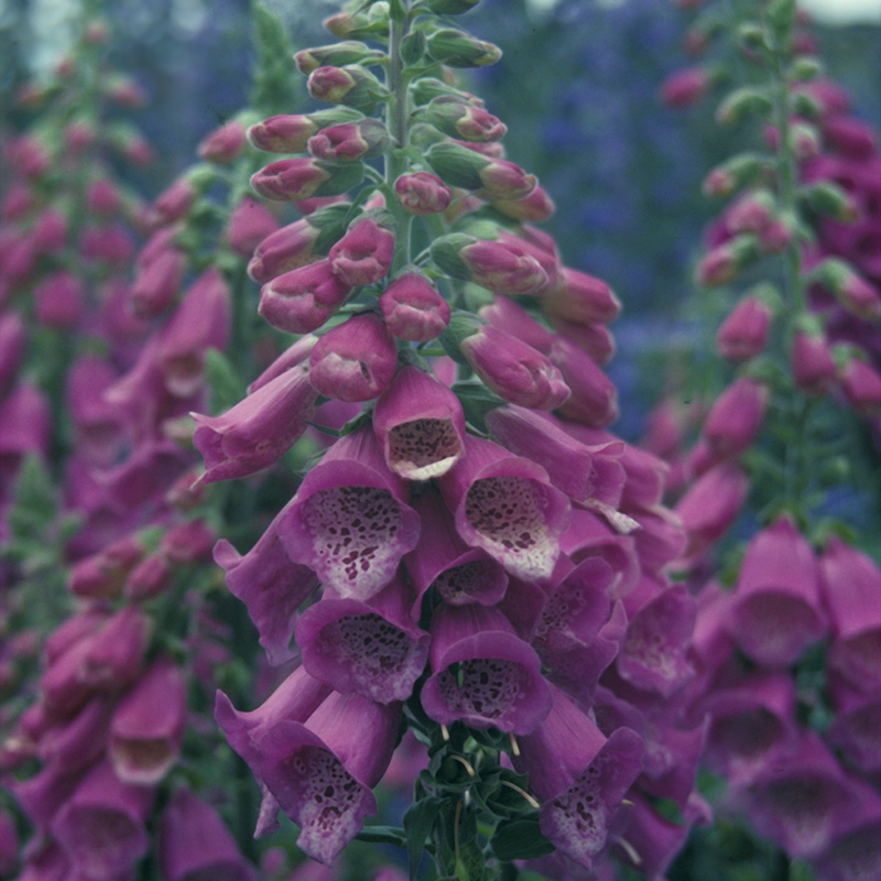 Foxglove