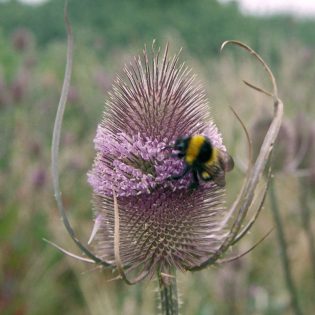 Teasel