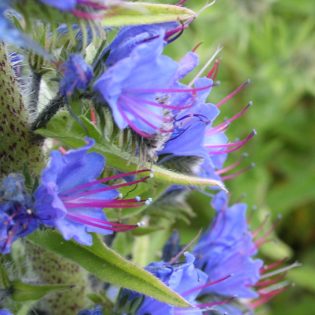 Viper's Bugloss