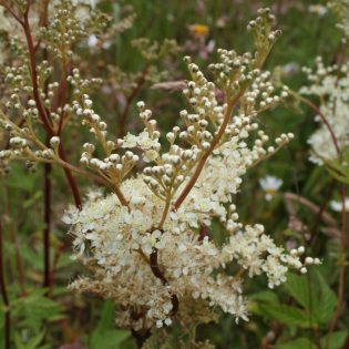 Meadowsweet