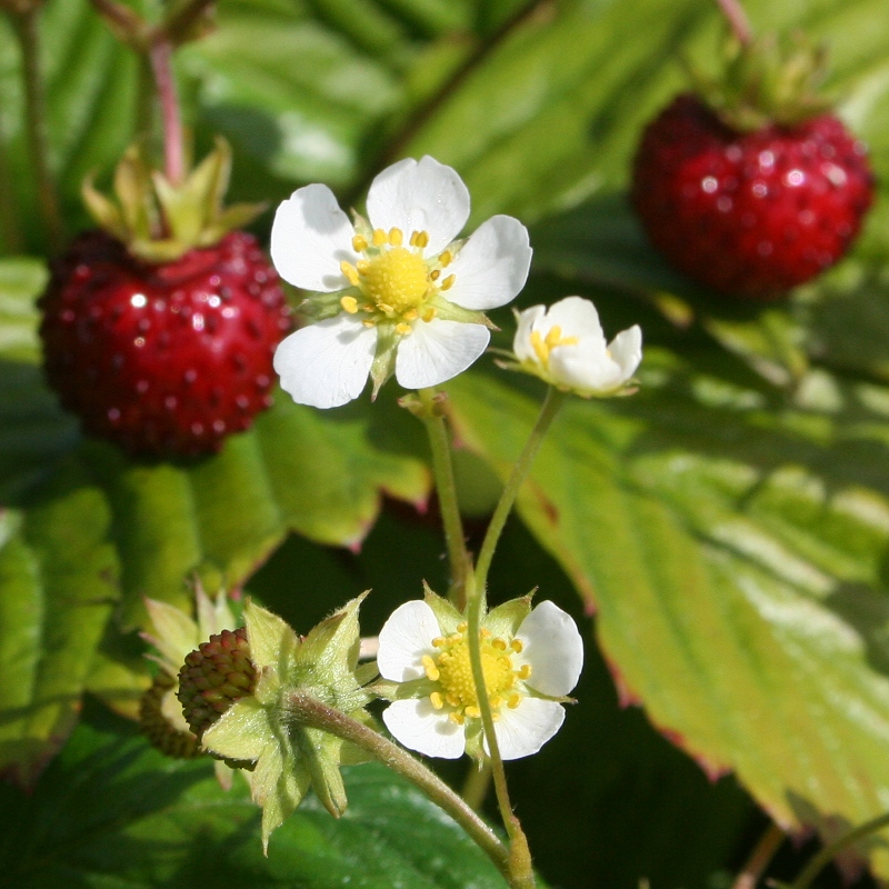 Wild Strawberry