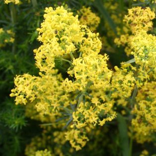 Lady's Bedstraw