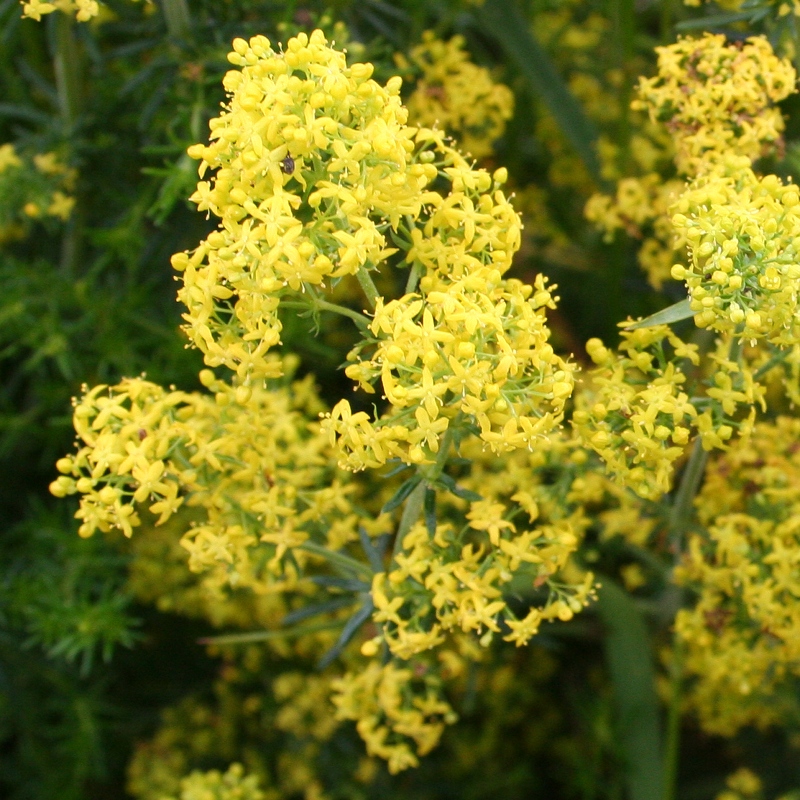 Lady's Bedstraw