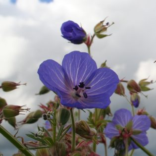 Meadow Cranesbill