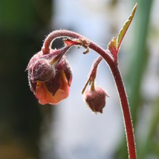 Water Avens