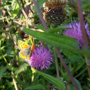 Wildflowers for Hedgerows