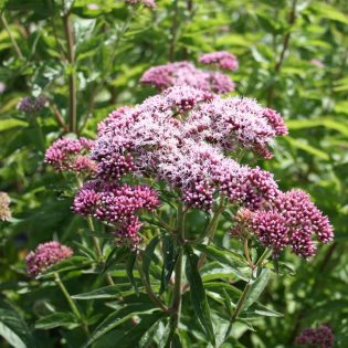 Hemp Agrimony