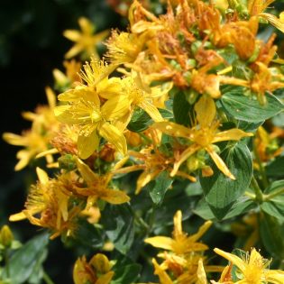 St John's Wort