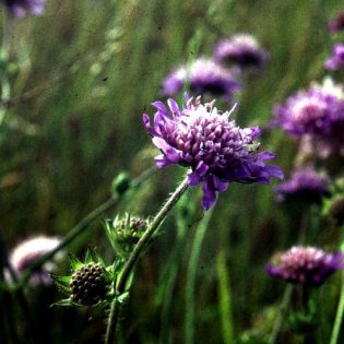 Field Scabious