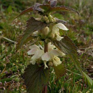 Bat/Night Garden Mini-mix