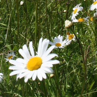 Ox-eye Daisy