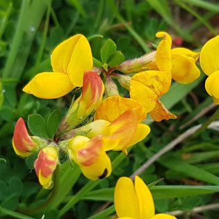 Bird’s-foot Trefoil