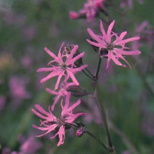 Ragged Robin