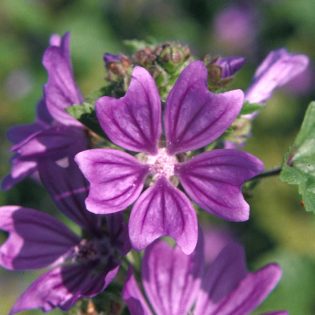 Common Mallow