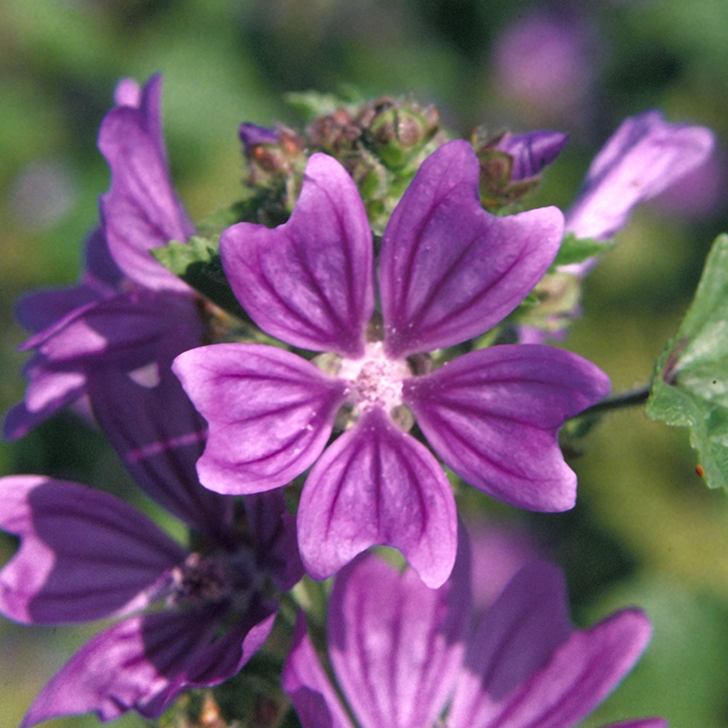 Common Mallow