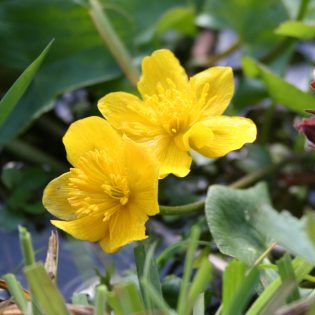 Marsh Marigold