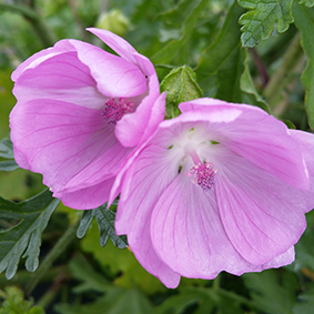 Musk Mallow