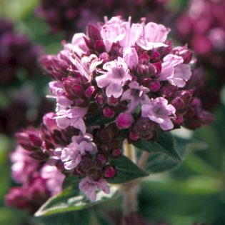 Wild Marjoram