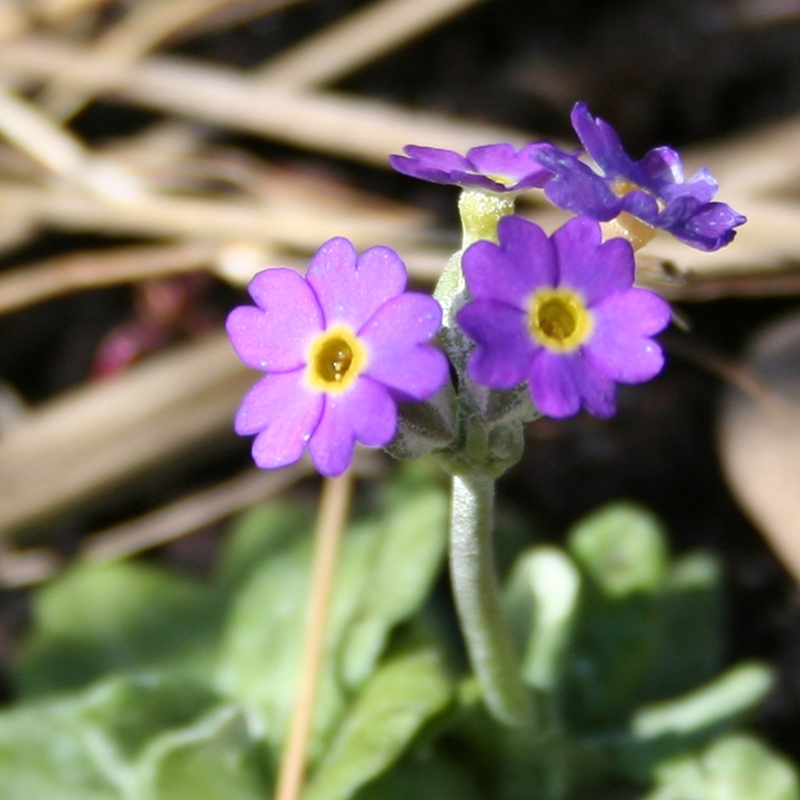 Scottish Primrose
