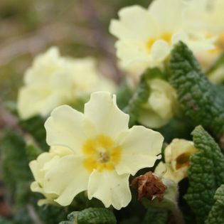 Primrose