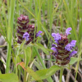Selfheal