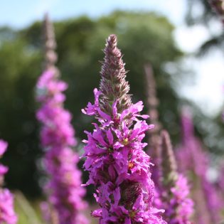 Purple Loosestrife