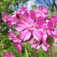 Red Campion