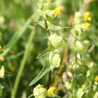 Yellow Rattle (Rhinanthus minor)