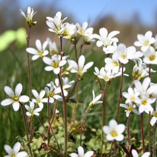 Meadow Saxifrage