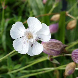 Sea Campion