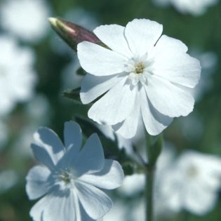 White Campion
