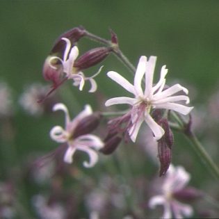 Nottingham Catchfly