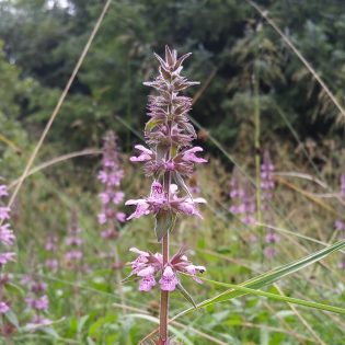 Marsh Woundwort