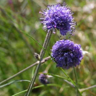 Devil's-bit Scabious